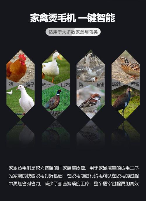 【全自动家禽烫毛机价格家禽鸡鸭鹅浸烫池烫锅汤鸡鸭机器】 -佛山市好